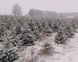 Trees 2 w snow copy