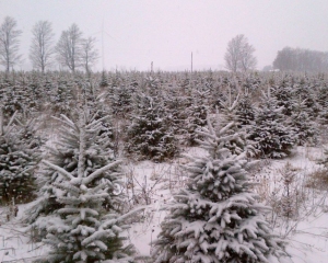 Trees w snow copy