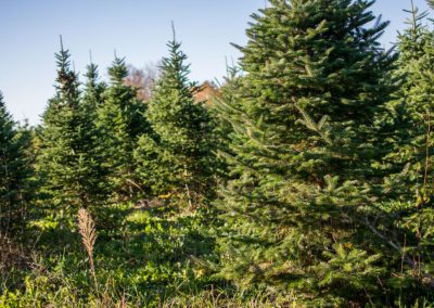 Beautiful Christmas trees to choose from