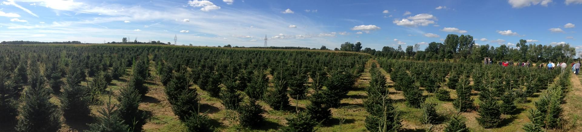 Christmas Tree Farm, Landscaping, Amaranth, Ontario