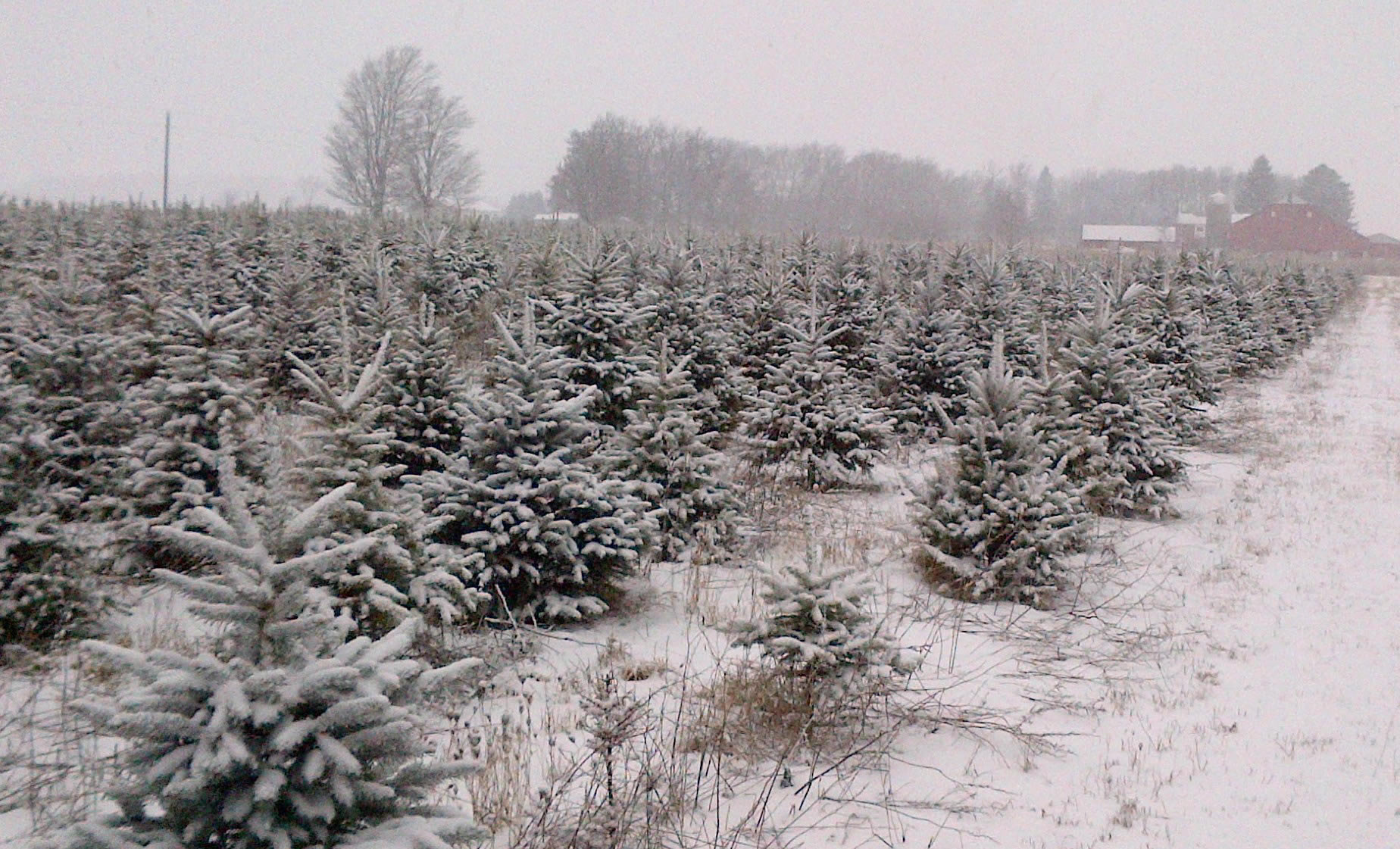 Christmas trees for sale Dufferin County